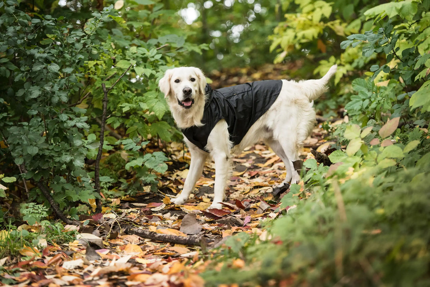 US Army® Packable Black Dog Raincoat